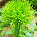 ダイアンサス(ナデシコ)レディイングリーンの一覧｜?GreenSnap 