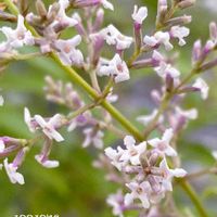 レモンバーベナ,開花,植物のある暮らし,植物の生命力,その他エクステリアの画像