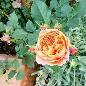 バラ,薔薇,シルクロード,バラ シルクロード,ガーデニングの画像