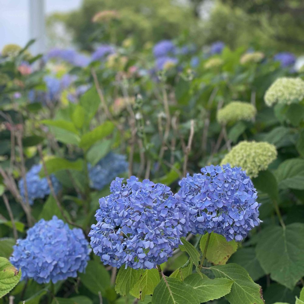 なっちゃんさんの山下公園への投稿