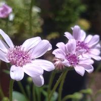 フェリシア,種まき,花のある暮らし,癒しの植物,可愛い花の画像