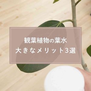 観葉植物,ガーデニング,緑のある暮らし,葉水,植物のある暮らしの画像