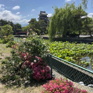 バラ,サツキ,タチアオイ,シダレヤナギ,松本城天守の画像