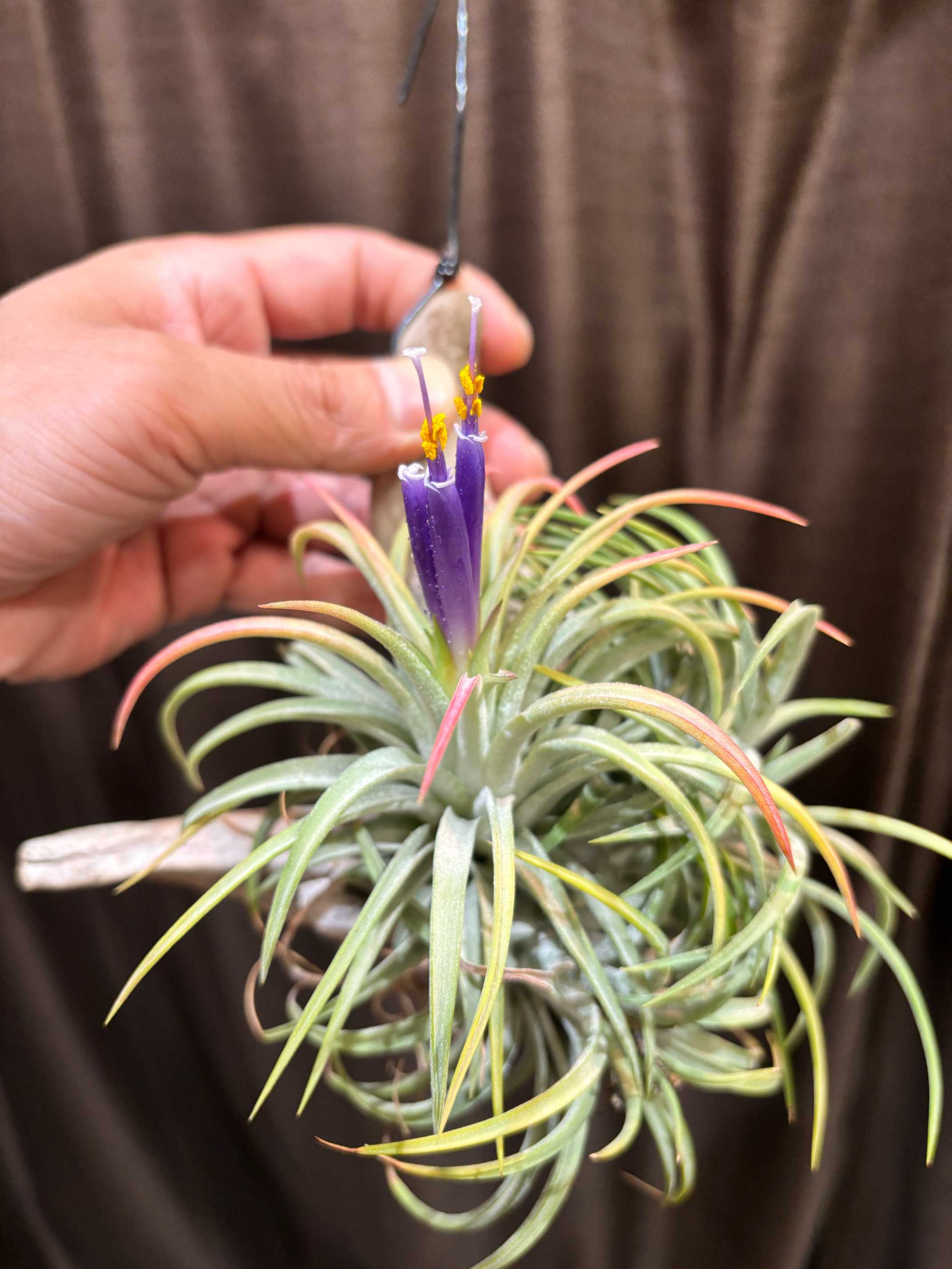 チランジア 開花集｜🍀GreenSnap（グリーンスナップ）