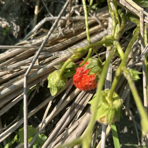 イチゴ,春野菜,家庭菜園の画像