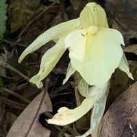 ミョウガ,ミョウガ,今日のお花,目黒自然教育園の画像