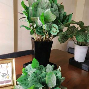 マランタ・ケルコビアナ,マランタ,観葉植物,植物のある暮らし,botanical lifeの画像