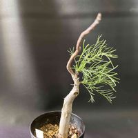 コミフォラ　クラウセリアーナ,多肉植物,観葉植物,塊根植物,コーデックスの画像