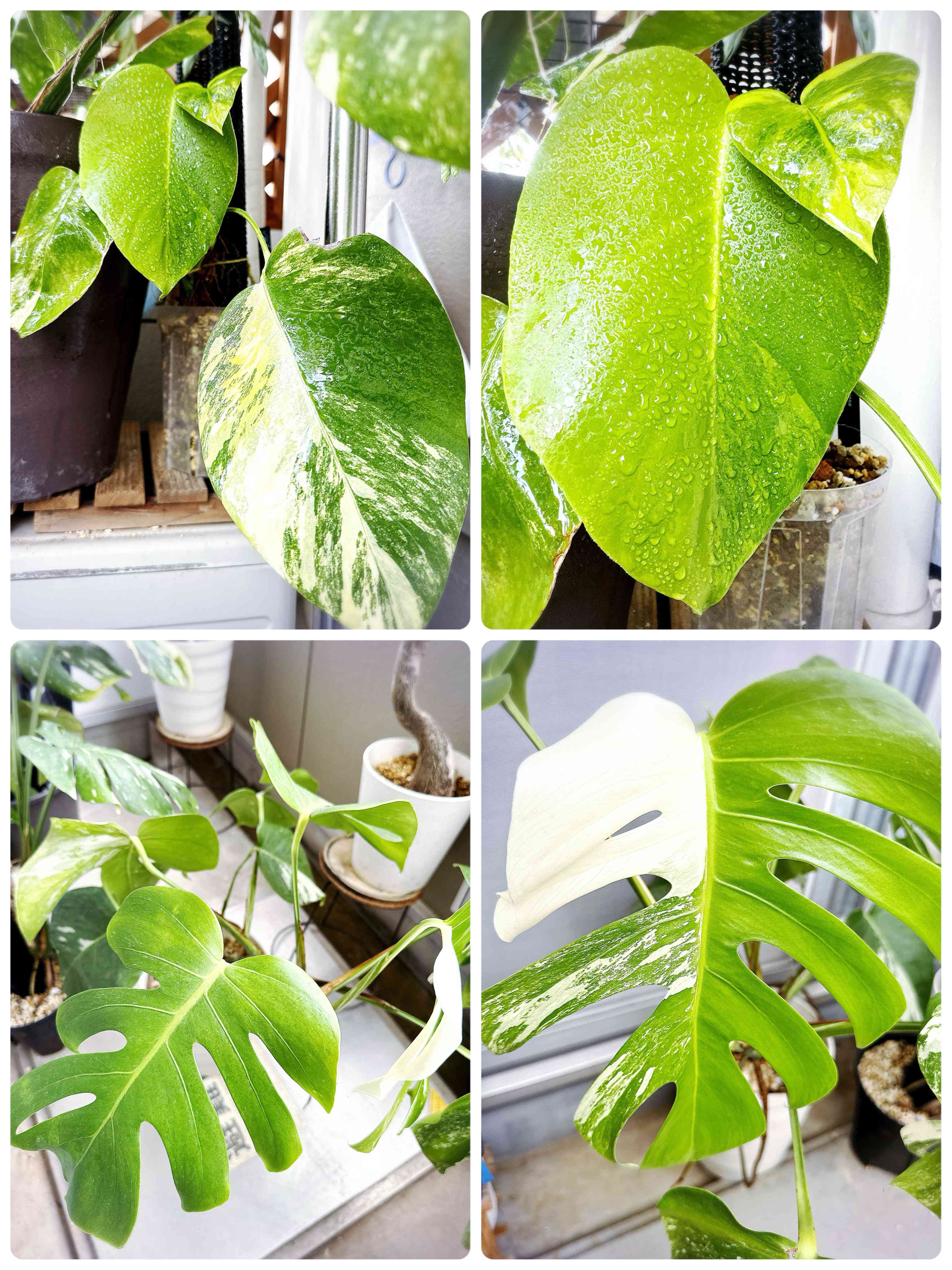 アロカシア ブラックベルベット 斑入り イエロー F【マドカズラ