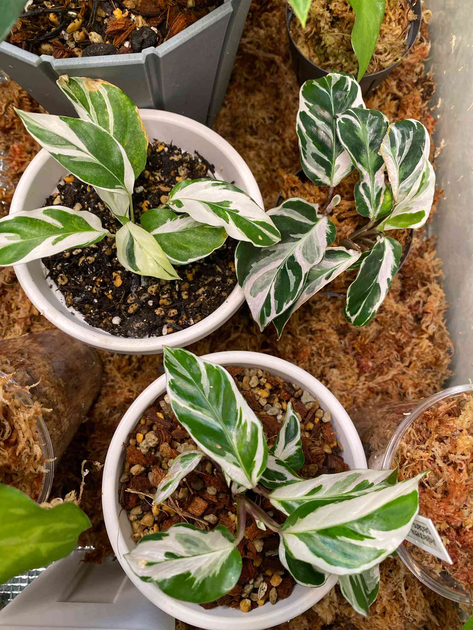 カラテア ホワイトフュージョン｜🍀GreenSnap（グリーンスナップ）