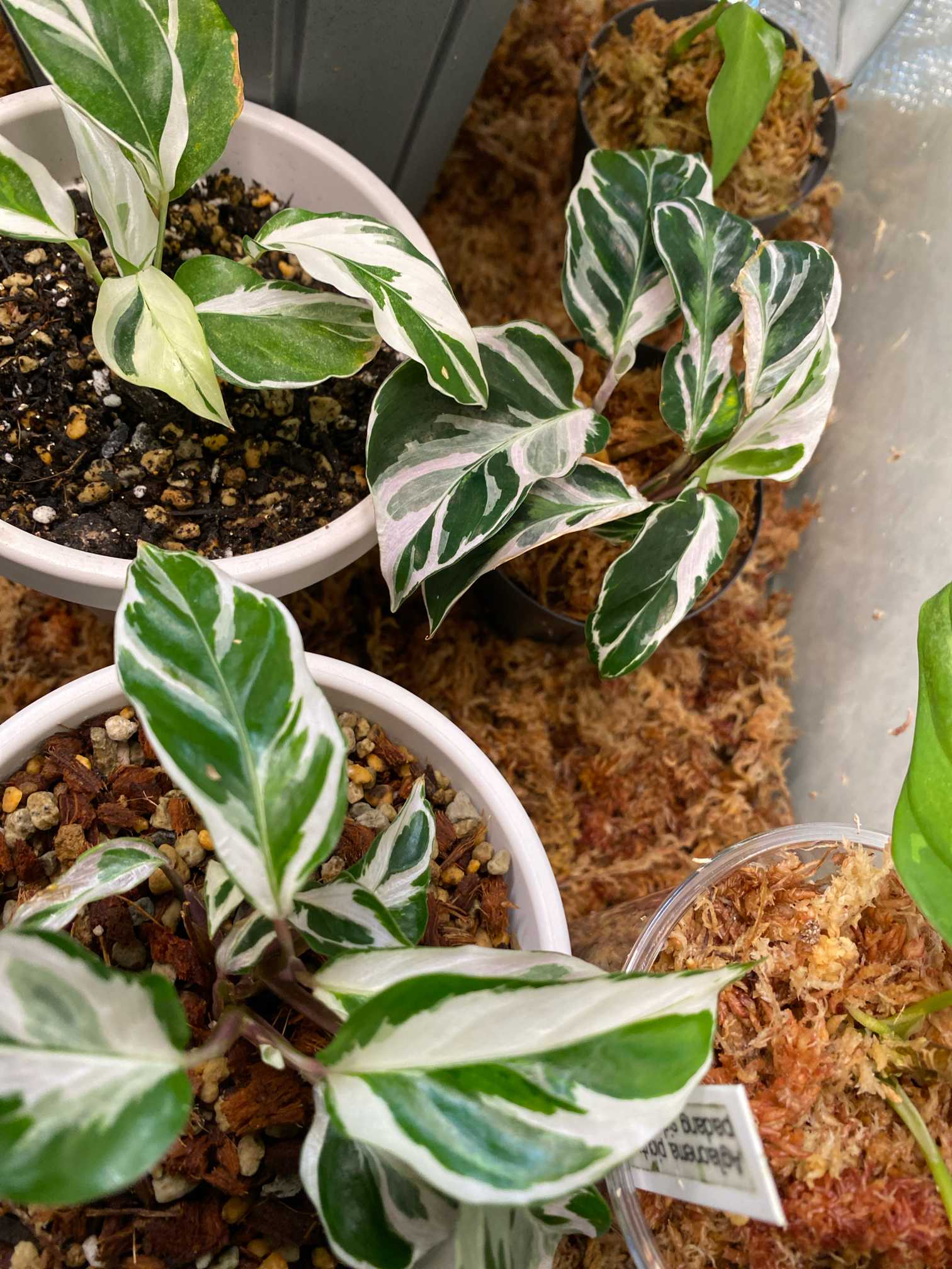 カラテア ホワイトフュージョン｜🍀GreenSnap（グリーンスナップ）