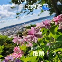 アジサイ,アジサイ,アジサイ,ポリゴナム（ヒメツルソバ）,イワタバコの画像