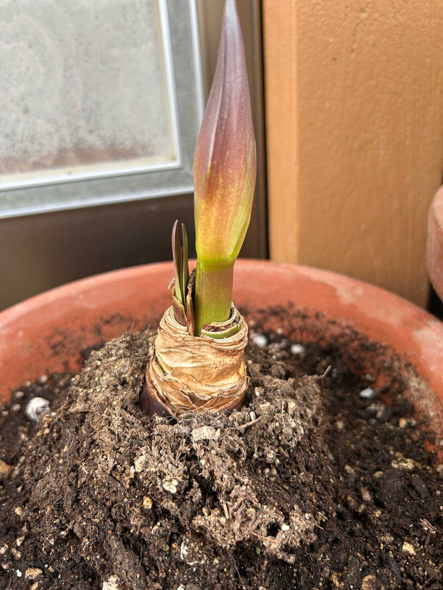 アマリリスの成長記録🔰｜🍀GreenSnap（グリーンスナップ）