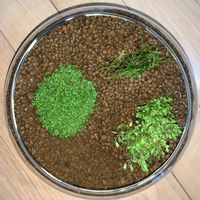 キューバパールグラス,グロッソ・スティグマ,ショートヘアーグラス,グロッソスティグマ,水草の画像