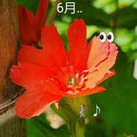 アジサイ,ホタルブクロ,センノウ,竹 たけ,散策の画像
