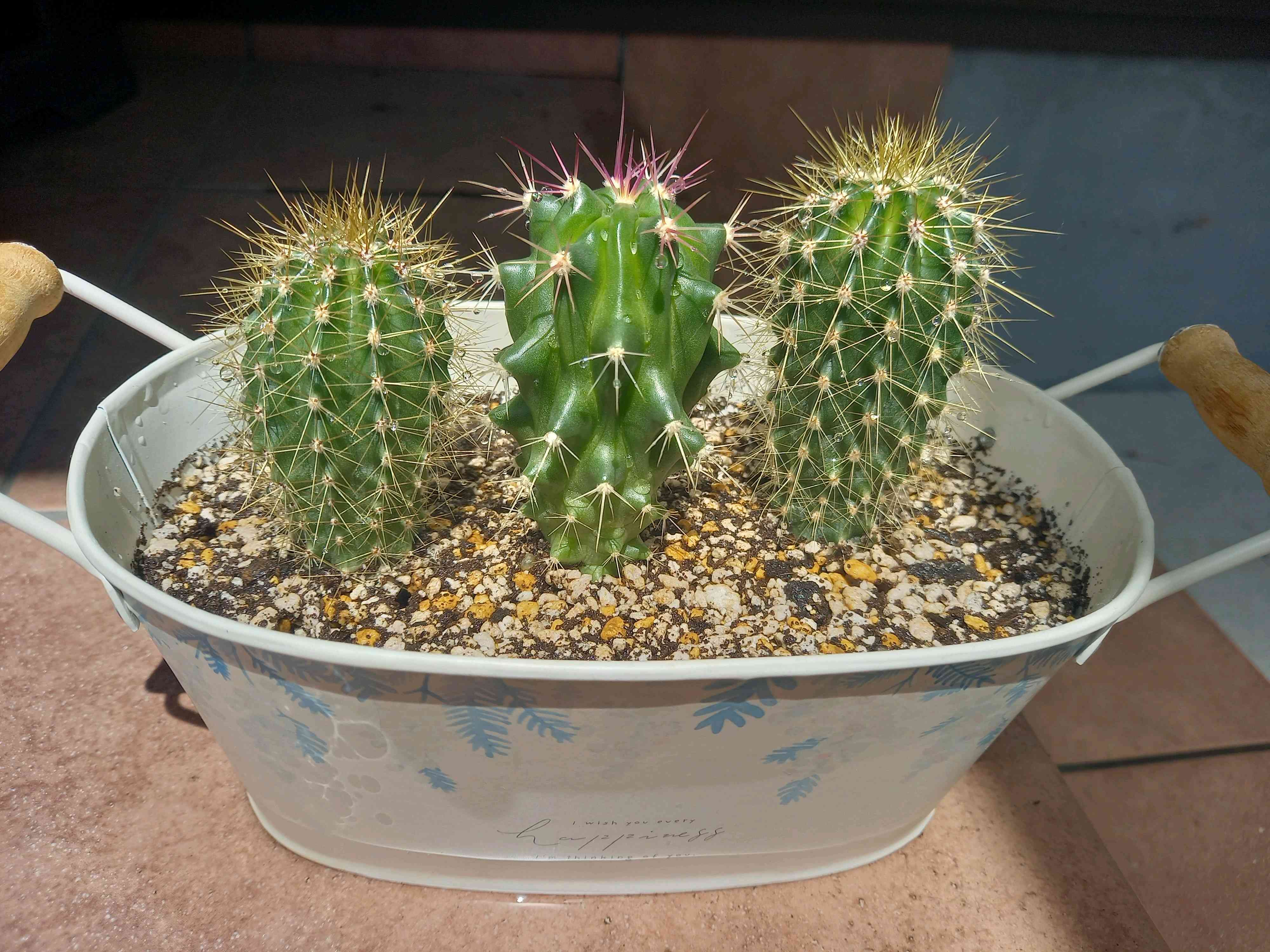 弁慶柱の一覧｜🍀GreenSnap（グリーンスナップ）