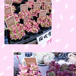 桜吹雪,ドラゴンズ・ブラッド,多肉植物,多肉寄せ植え,多肉大好きの画像