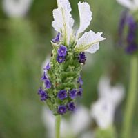 フレンチラベンダー,白い花,紫の花,花がいっぱい,チーム・ブルーの画像