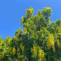 キバナフジ,キバナフジ,青空,北海道,黄色の花の画像