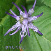 タマシャジン,山野草,花のある暮らし,植物大好き,人に優しくの画像