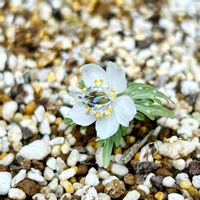 セツブンソウ,ガーデニング,山野草,我が家の花壇,我が家の庭の画像