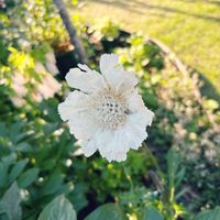 スカビオサ・コーカシカ ファーマ,地植え,開花,お気に入り♡,ホワイトの画像