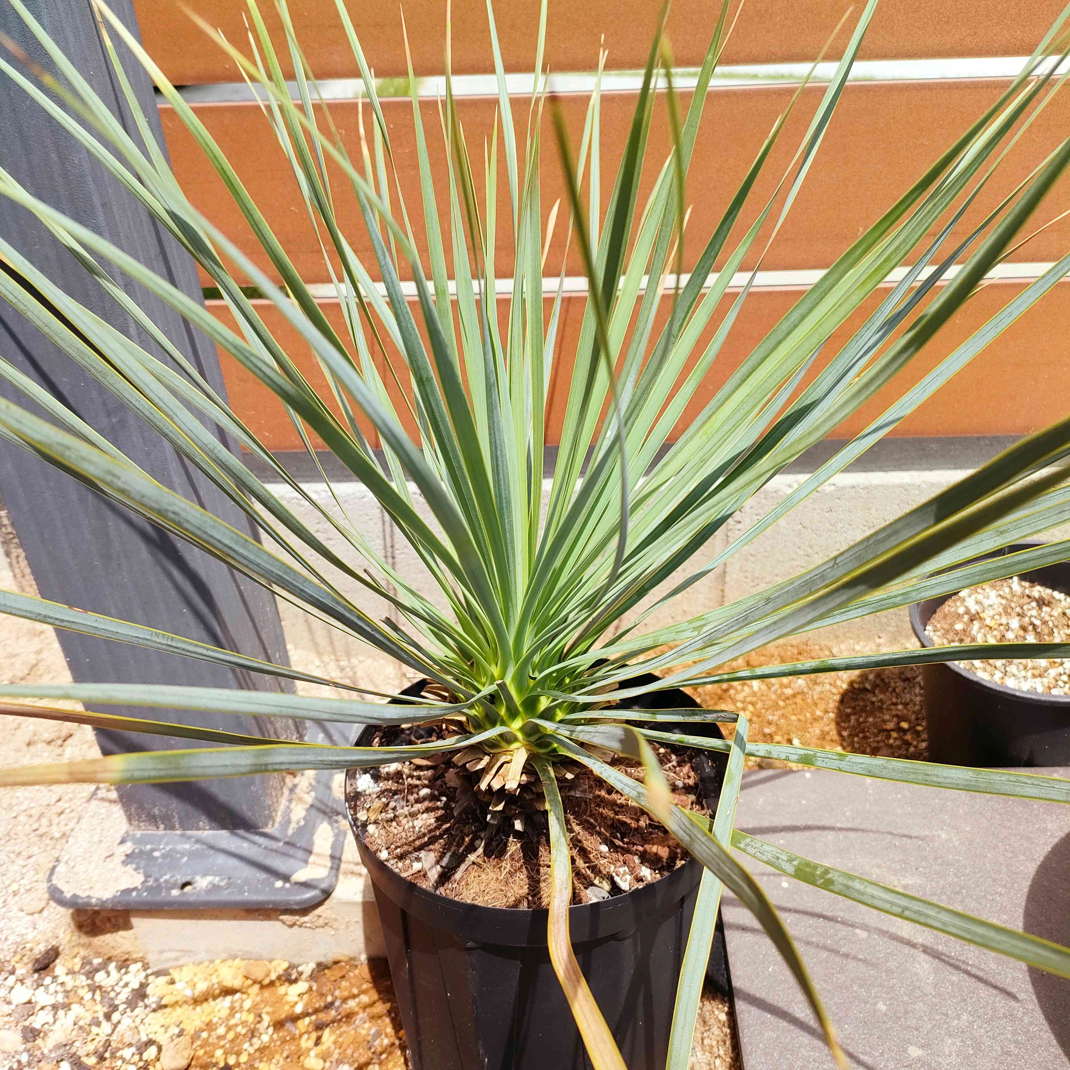 ユッカ　ロストラータ　し 1717817123140_976726_p_2024060