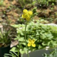 セルバチコ,ワイルドルッコラ,モチノキの花,開花,里山暮らしの画像