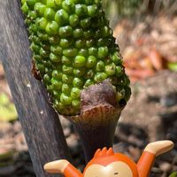 ウラシマソウ,お花は癒し,花が好き❤,☆携帯撮影☆の画像