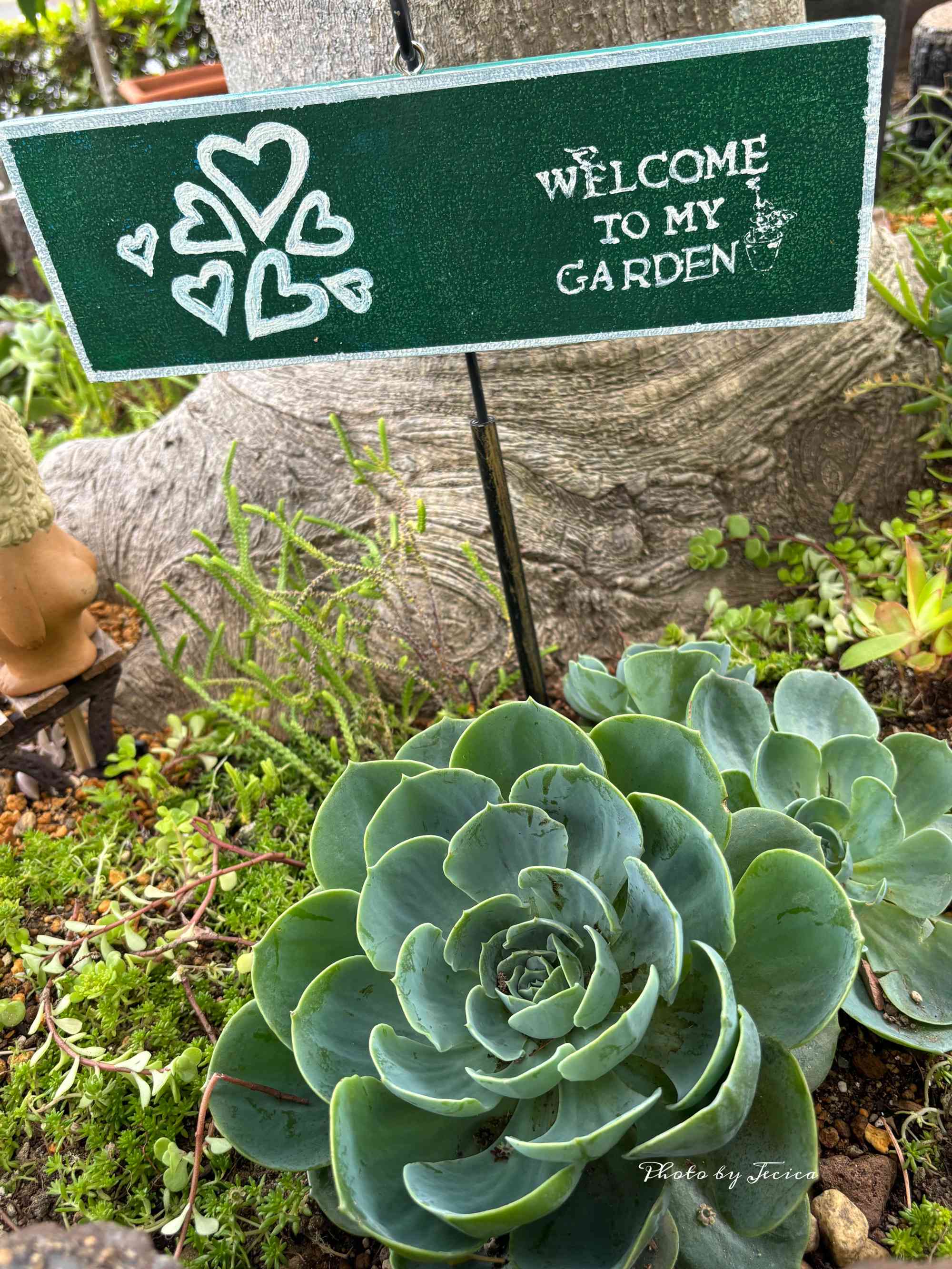 多肉植物の寄せ植えと抜いた水仙の球根の行方｜🍀GreenSnap（グリーン