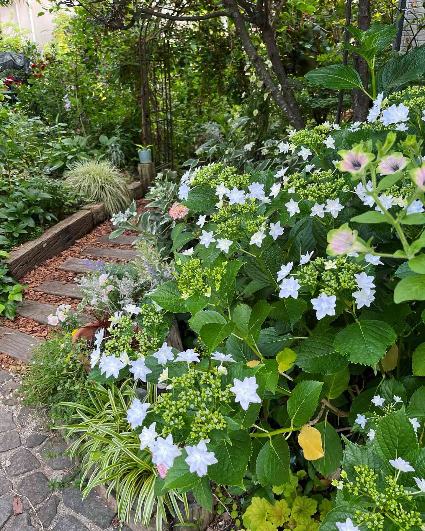 紫陽花 未来の一覧｜🍀GreenSnap（グリーンスナップ）