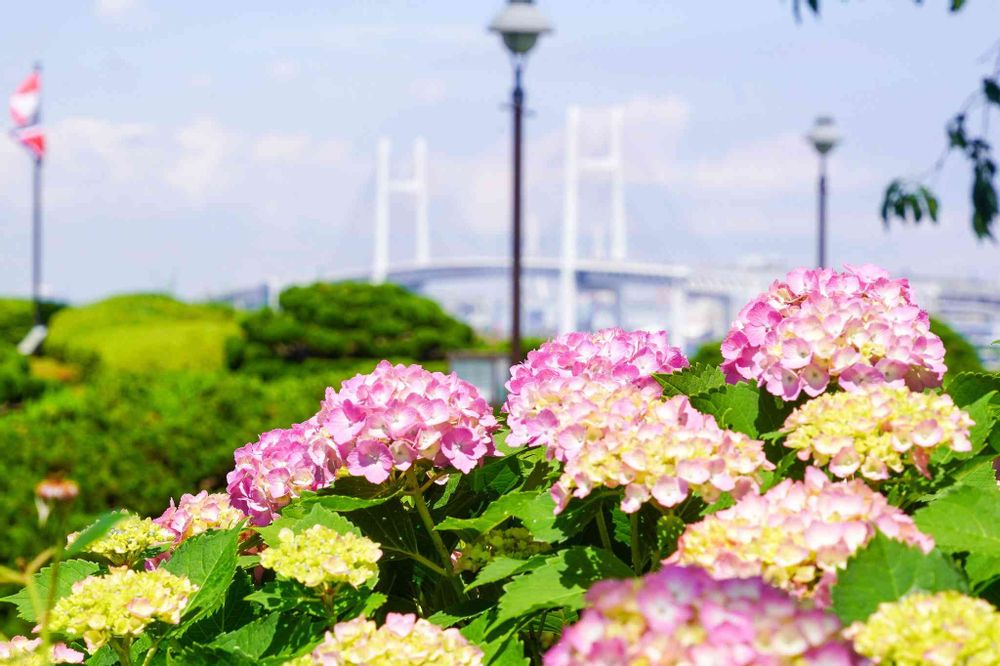 【公式】ガーデンネックレス横浜さんの港の見える丘公園への投稿