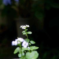 クレソン,クレソンの花,クレソン*,小さな庭の画像