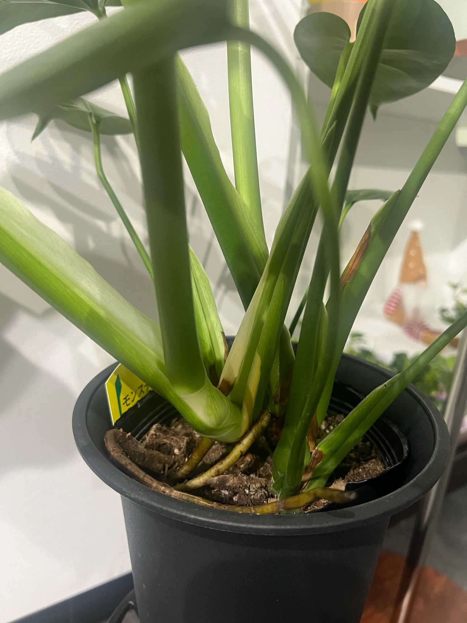 モンステラ成長記録👁️|🍀GreenSnap(グリーンスナップ) モンステラ成長記録👁️|🍀GreenSnap(グリーンスナップ)