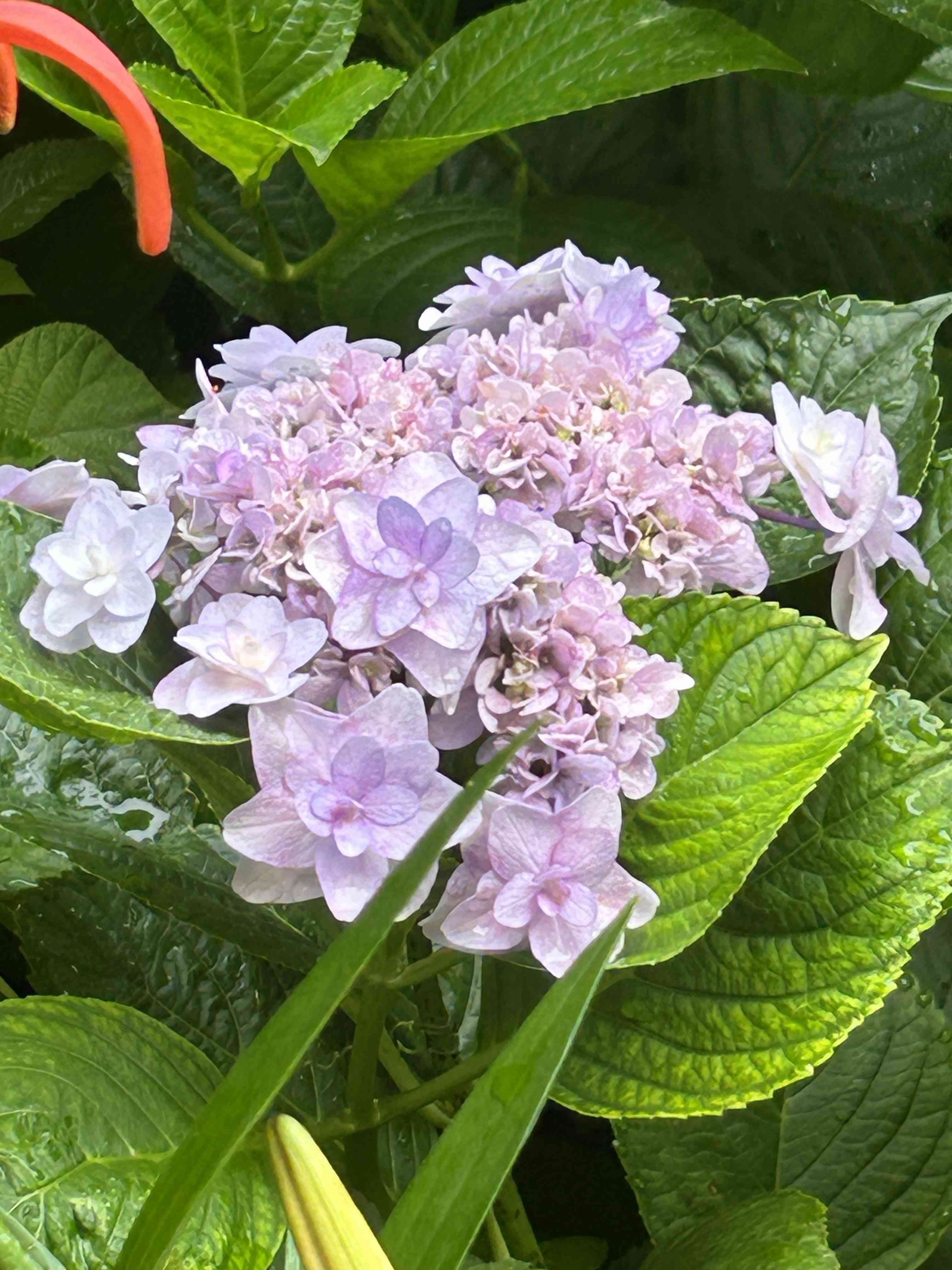♡ももページ♡紫陽花ウェディングブーケgreen&white♡ 紫陽花 苗木 アジサイ ウェディングブーケ - メルカリ