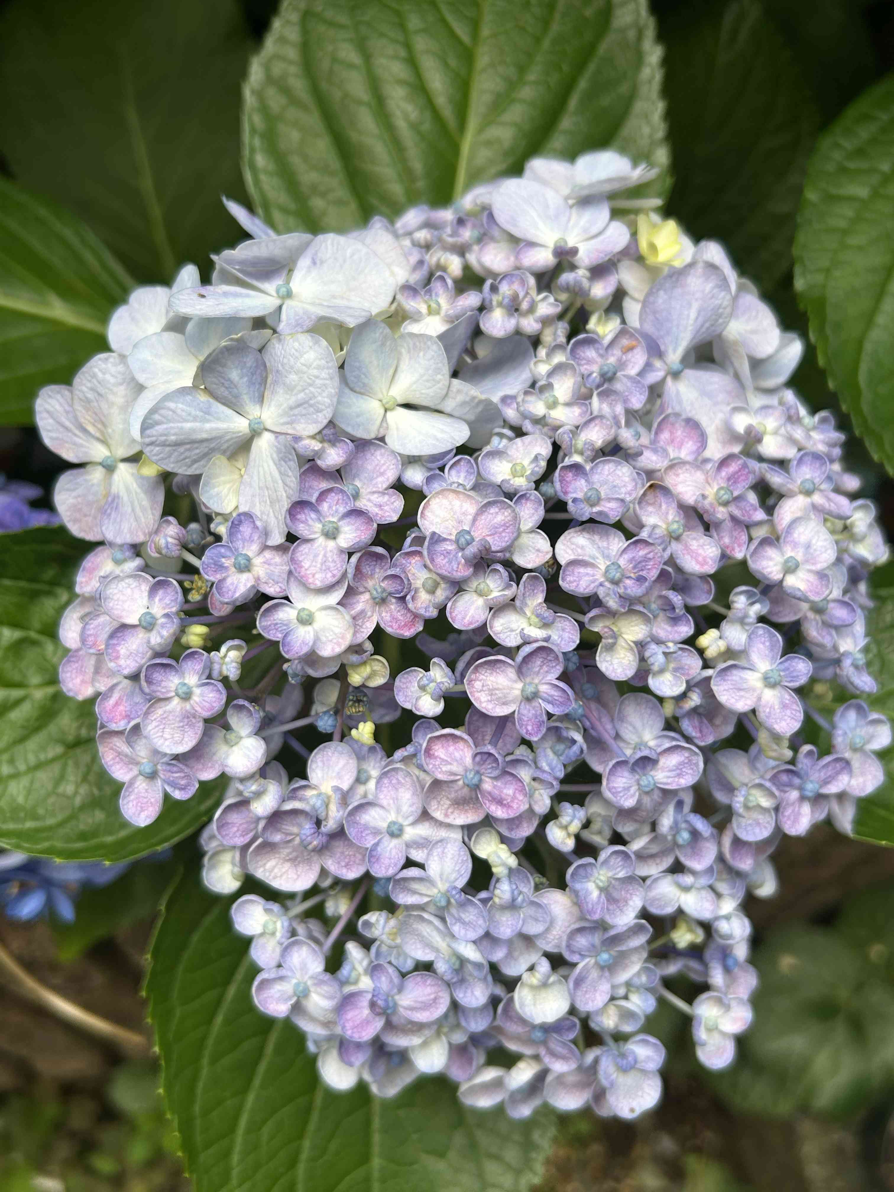 25年5月中下旬予約]アジサイ：レッドレゲエ7号鉢植え の通販