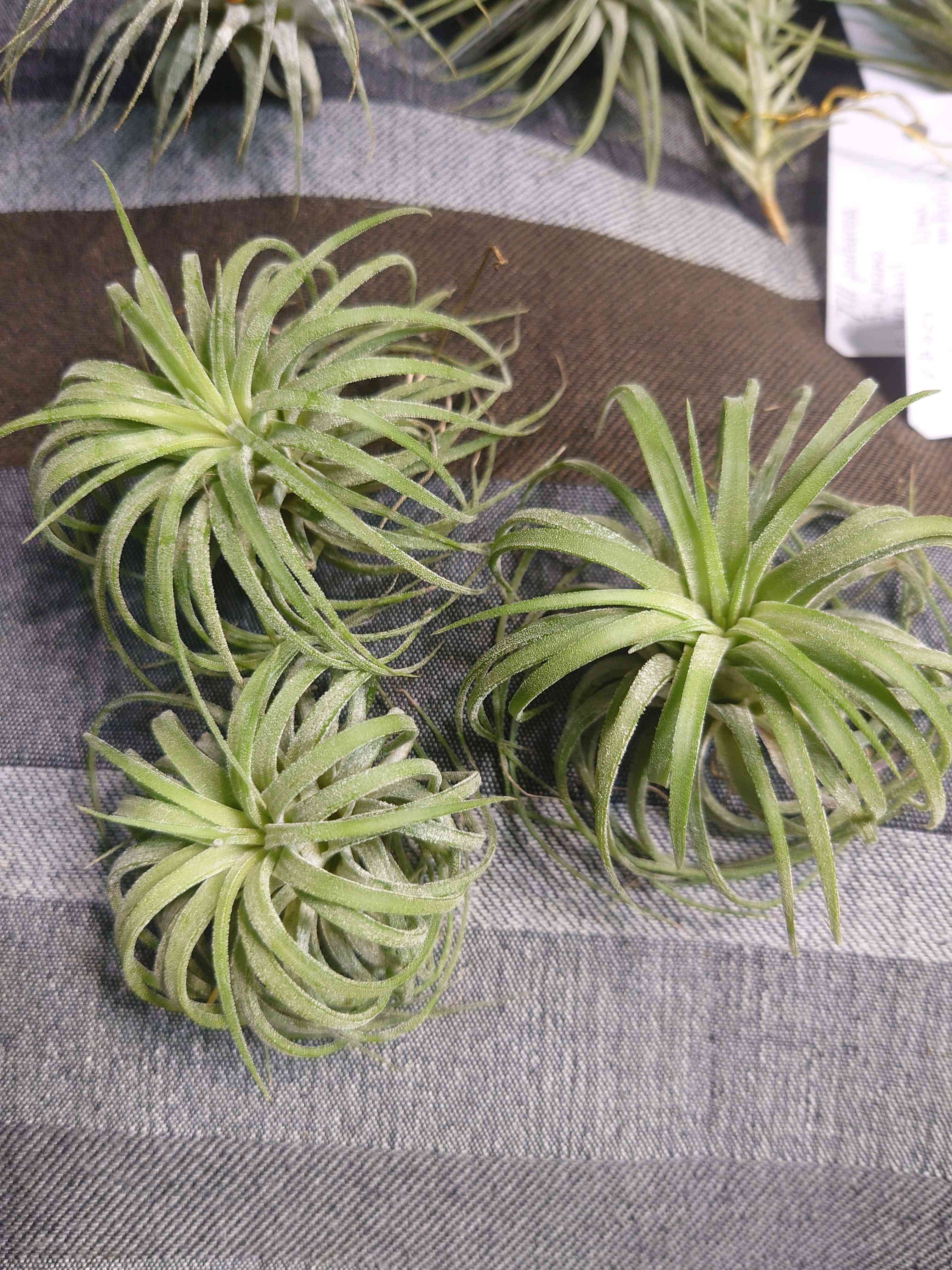 チランジアの投稿画像 by ハ イ カさん｜イオナンタとヘリアンフォラと