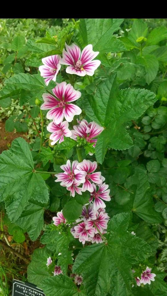 和の花♪さんの港の見える丘公園への投稿