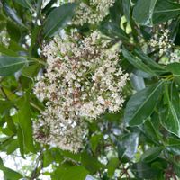 サンゴジュの画像