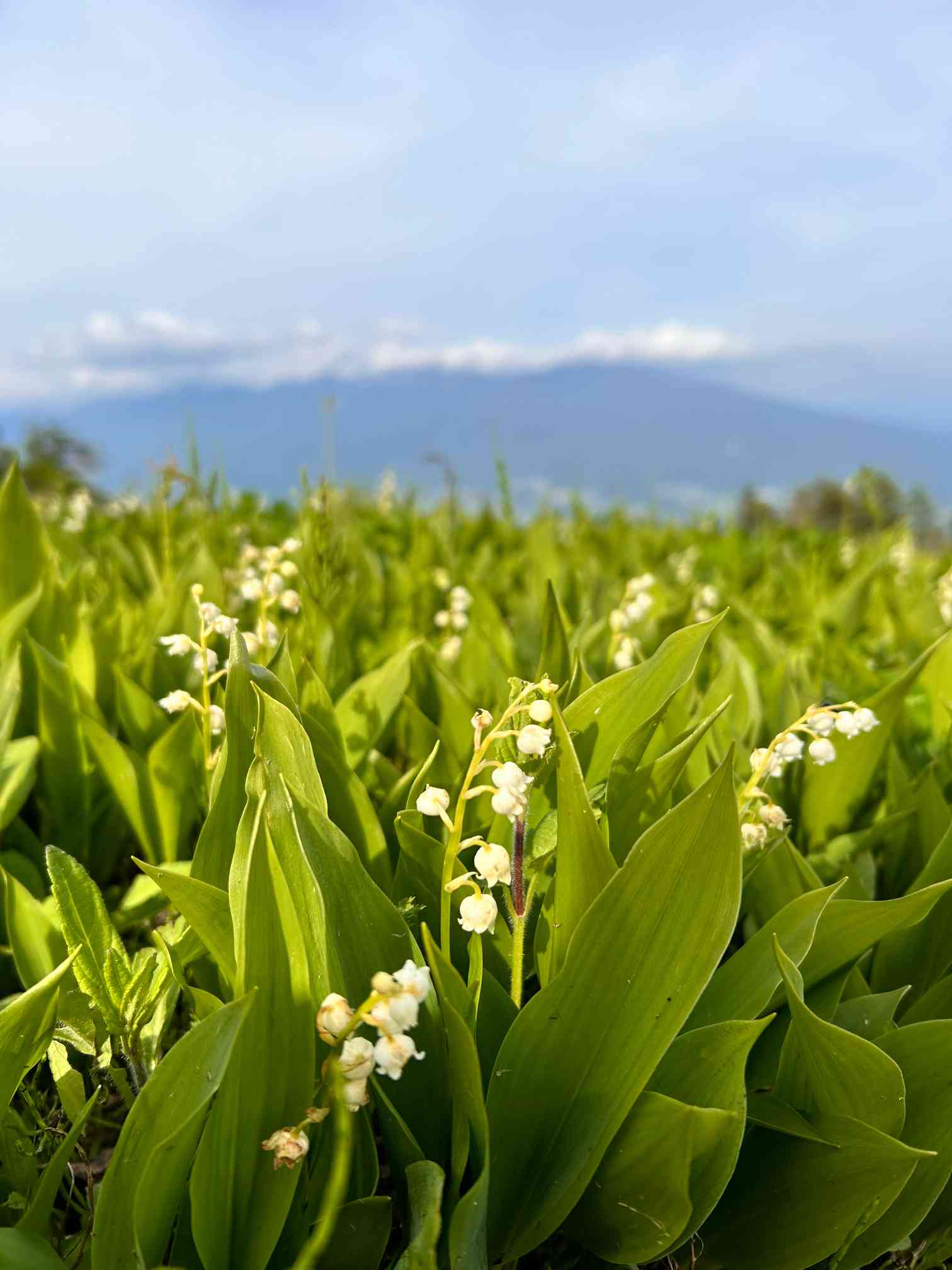 スズラン・ズミの花満開 入笠湿原 2024.6.8｜🍀GreenSnap（グリーン