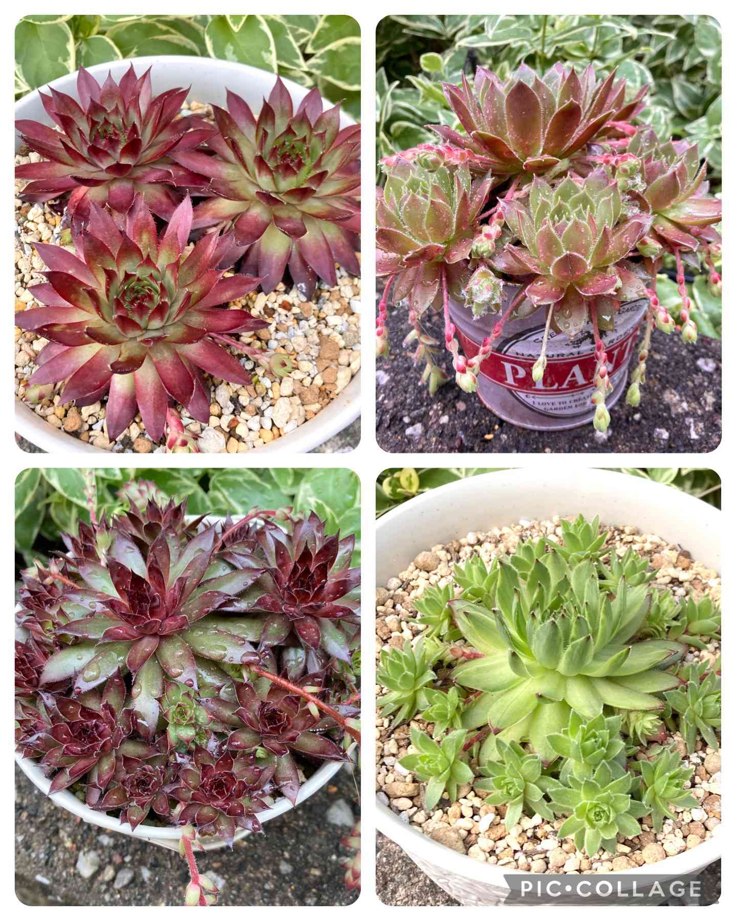 ゴールドダスト錦の一覧｜🍀GreenSnap（グリーンスナップ）