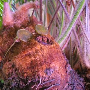 タカワラビ,キンモウコウ,観葉植物,シダ植物,インテリアグリーンの画像