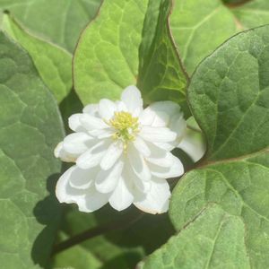 お花,ハーブティー,花のある暮らし,植物大好き,なんかイイよねの画像