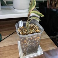 ペペロミア クルシフォリア ジュエリー,ぺぺロミア,ぺぺロミア ジェリー,観葉植物,植え替えの画像