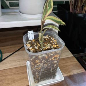 ペペロミア クルシフォリア ジュエリー,ぺぺロミア,ぺぺロミア ジェリー,観葉植物,植え替えの画像