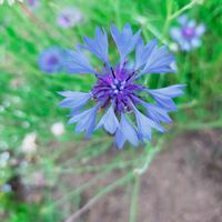 ヤグルマギク,矢車菊,紫の花,今日の花,青い花の画像