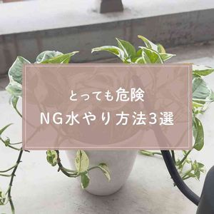 観葉植物,ガーデニング,水やり,緑のある暮らし,植物のある暮らしの画像