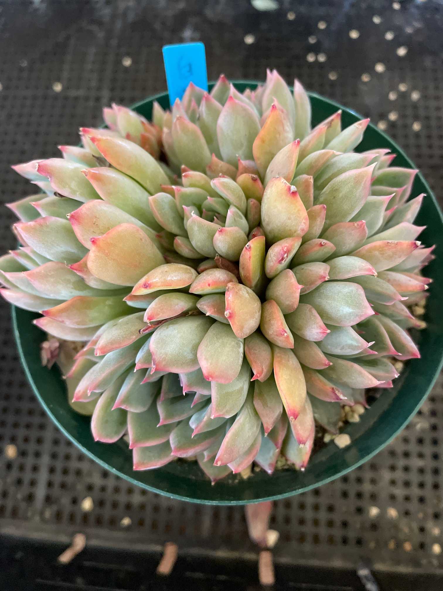 我が家のエケベリア エレガンス系｜🍀GreenSnap（グリーンスナップ）