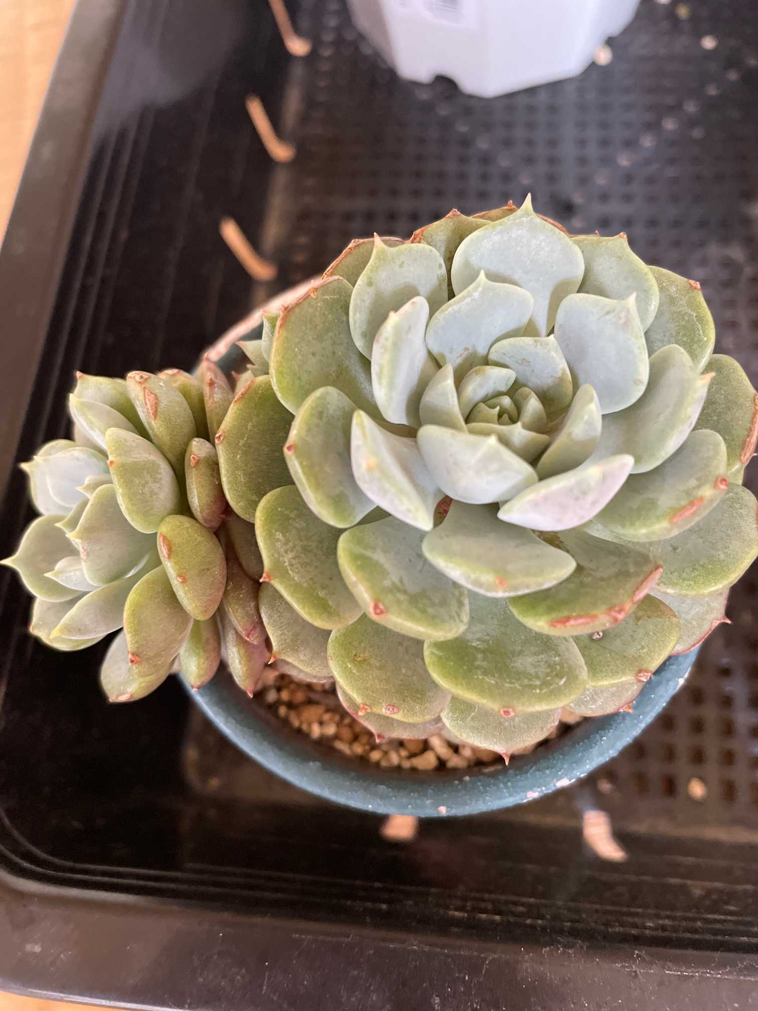 デレべレギ錦 多肉植物 エケベリア｜フラワー・ガーデニング