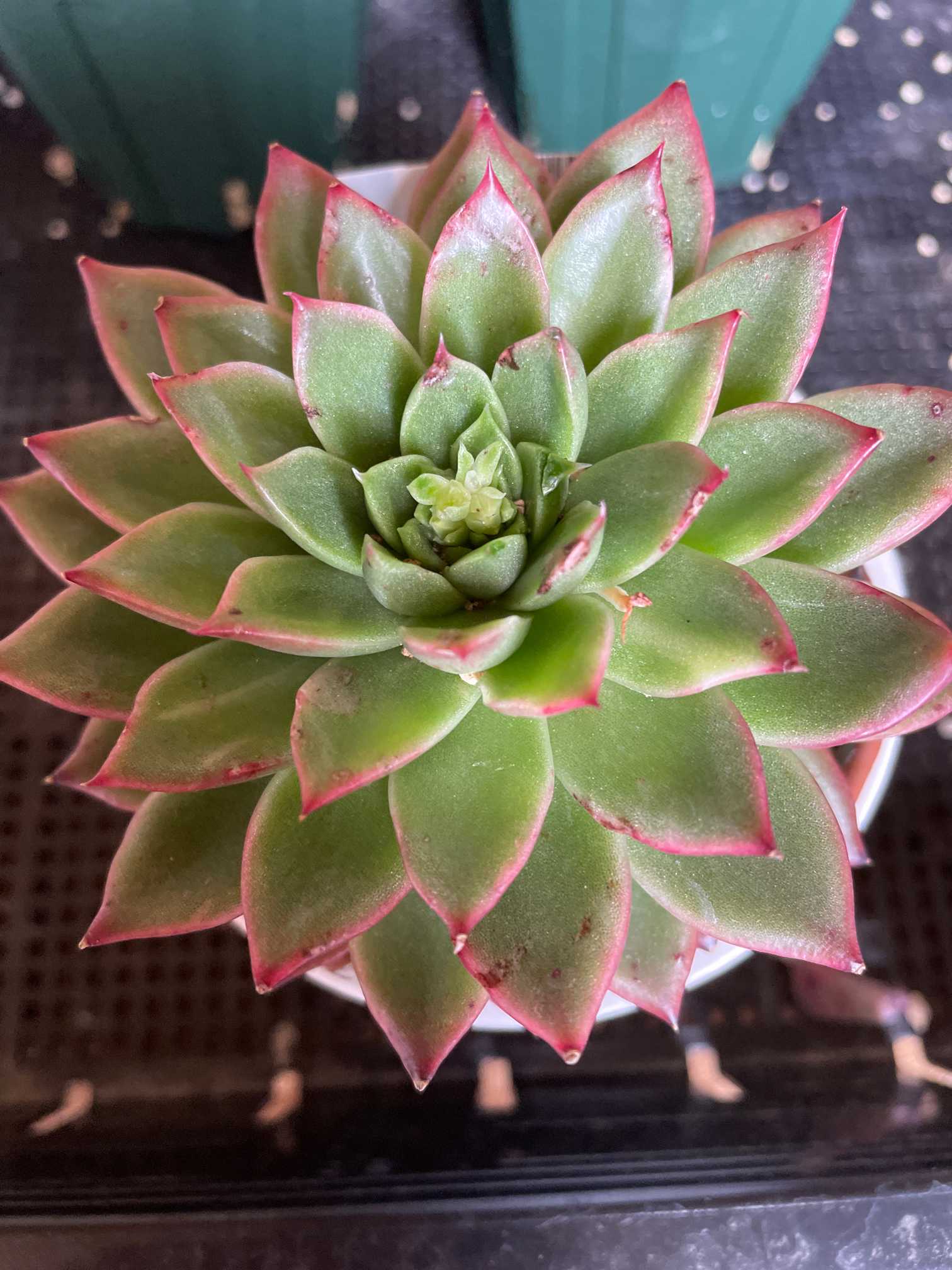 我が家のエケベリア エレガンス系｜🍀GreenSnap（グリーンスナップ）